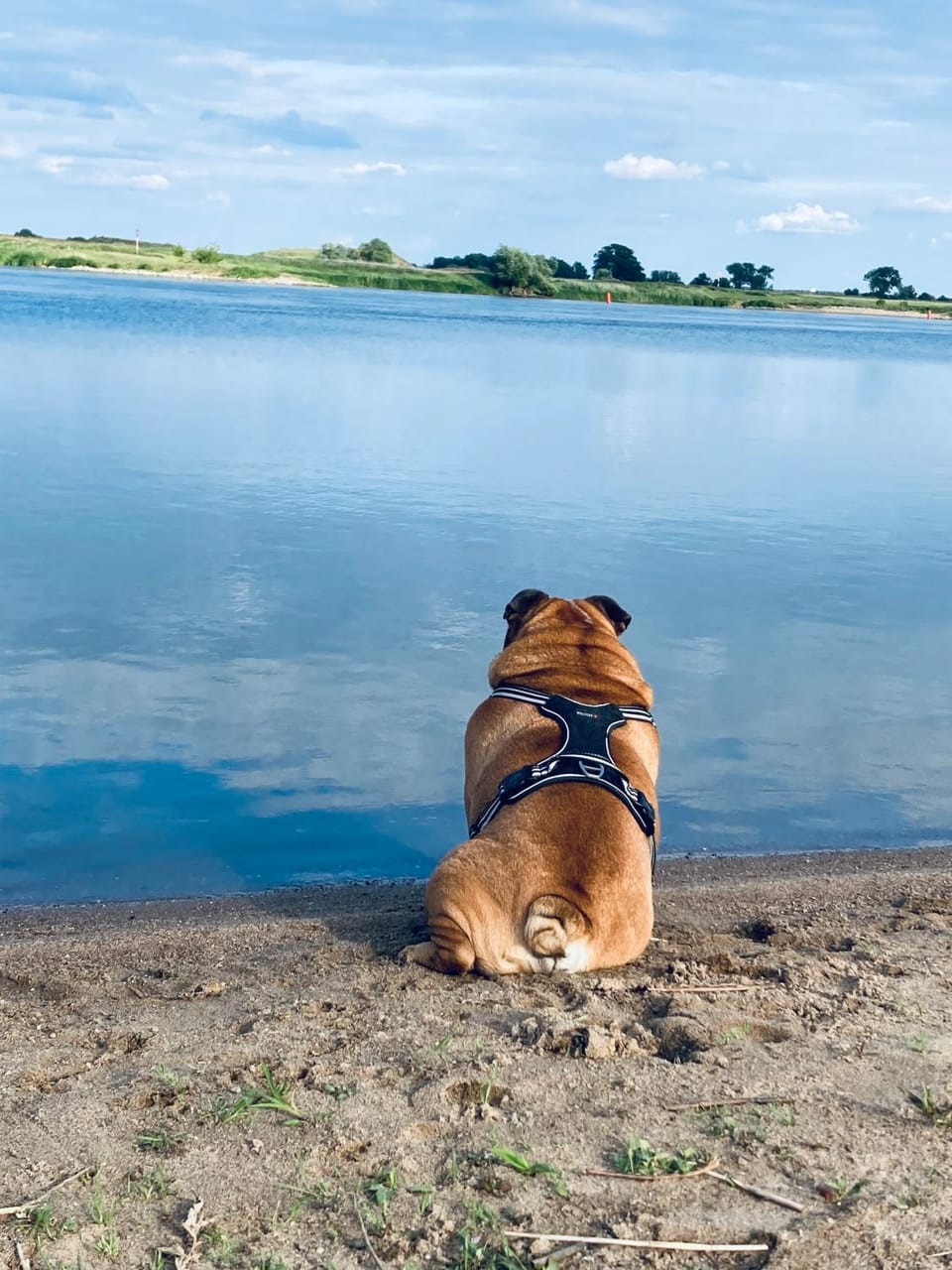 Day, Natural landscape, Pets, River view