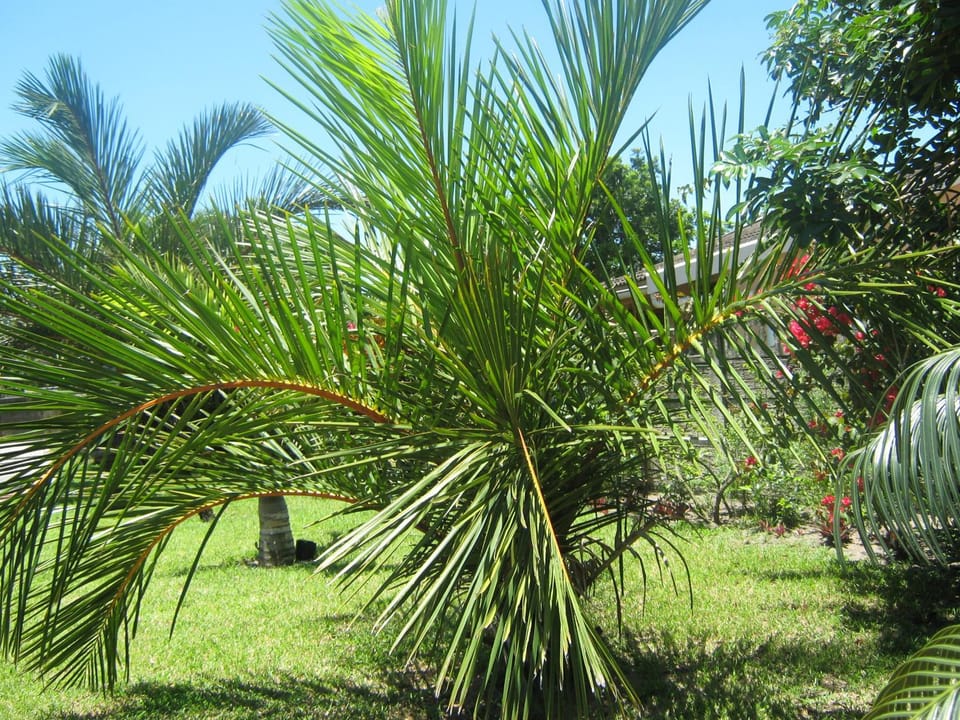 Palm Gardens Guesthouse Bed and Breakfast in KwaZulu-Natal