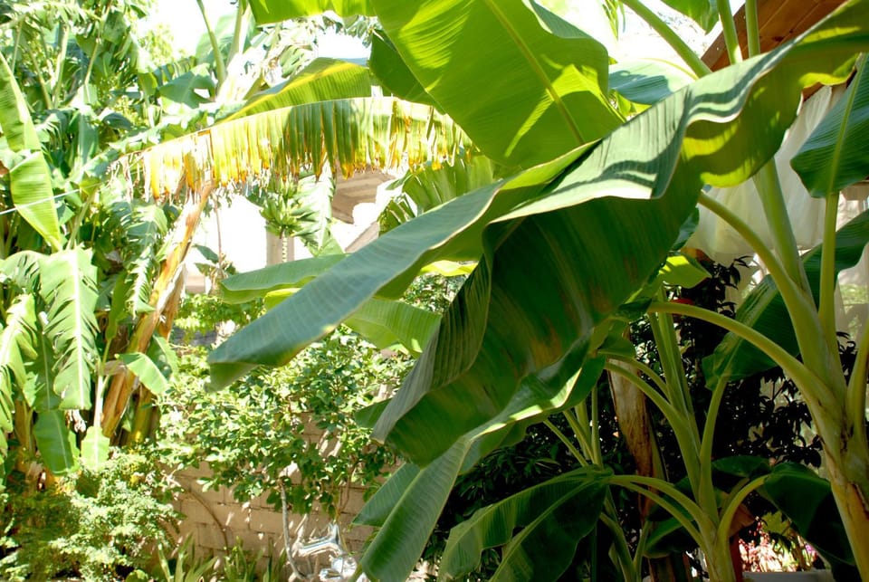 Garden view