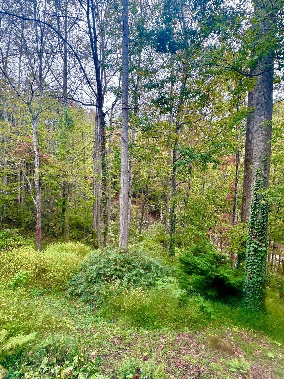 Natural landscape