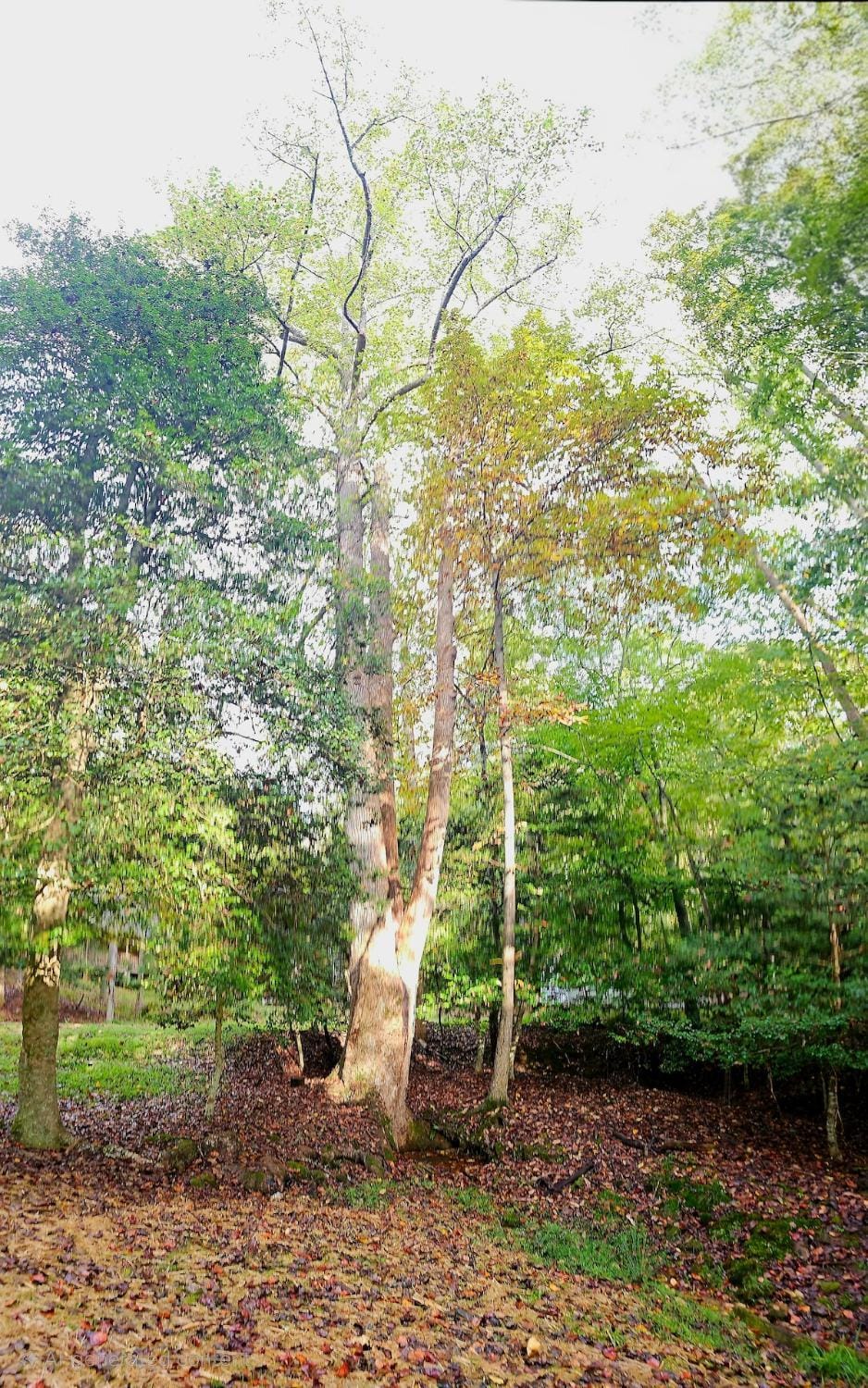 Natural landscape