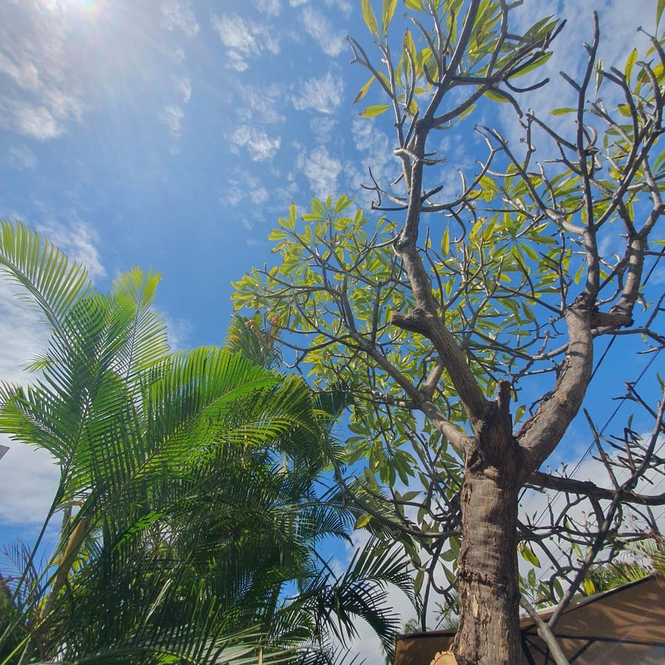 Natural landscape, Garden, Garden view