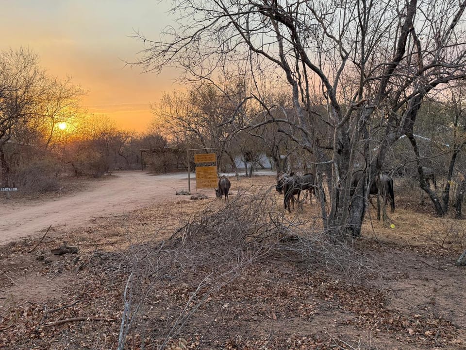 Day, Natural landscape, Animals, Sunset