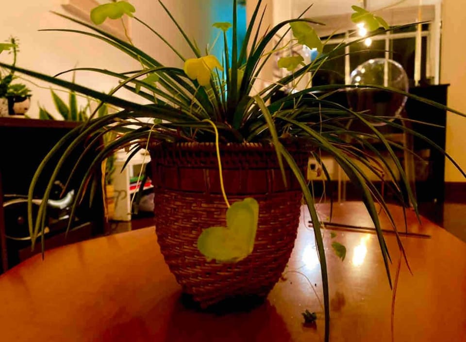 115 2Qs · Zara Home 2 Bed Flat Flamengo Apartment in Rio de Janeiro