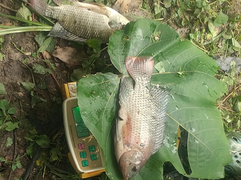 Nature flows Eco-Farm cottage & campsite Campground/ 
RV Resort in Uganda