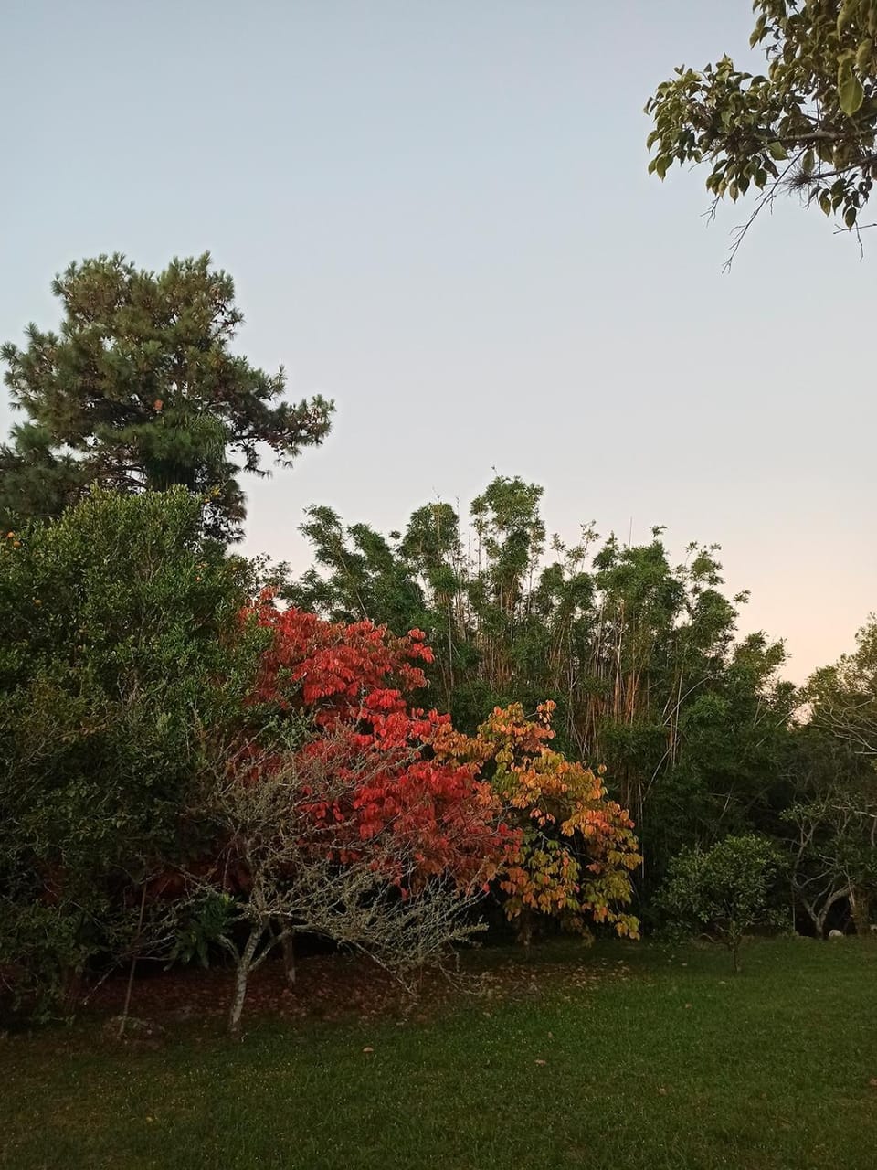 Natural landscape, Garden, Autumn
