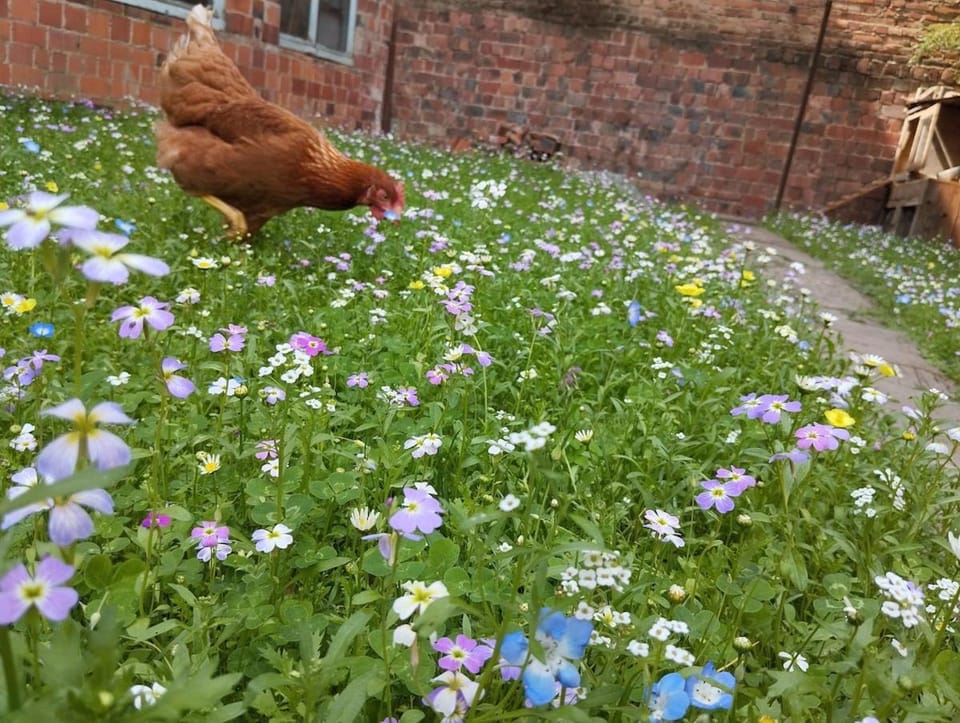Garden, Garden