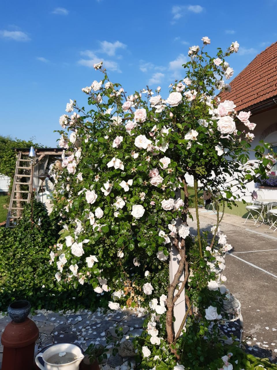 Garden view