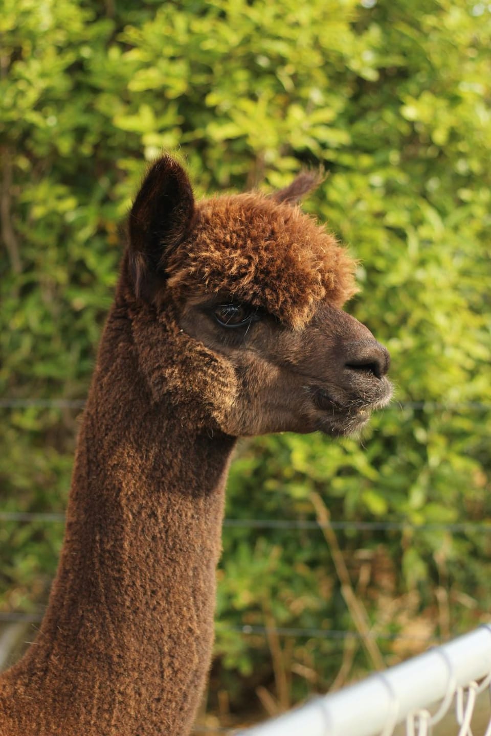 Grass Roots Retreat Luxury tent in Wales