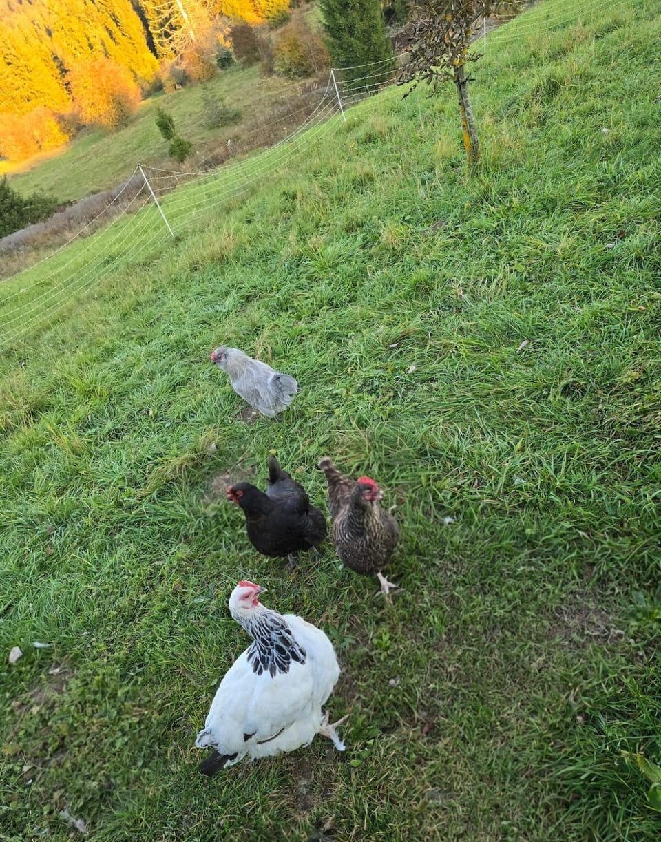 Spring, Day, Animals