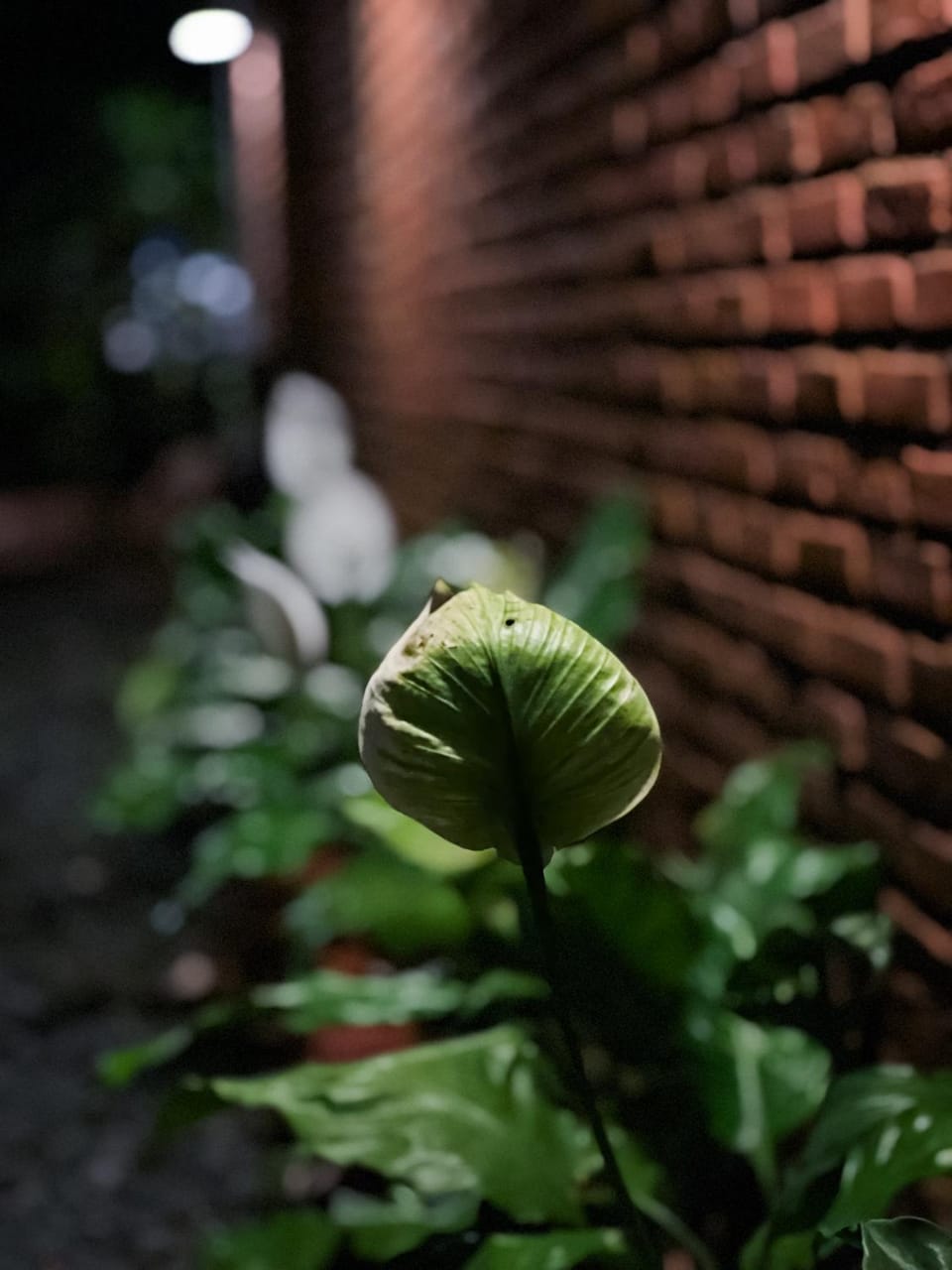 Night, Garden