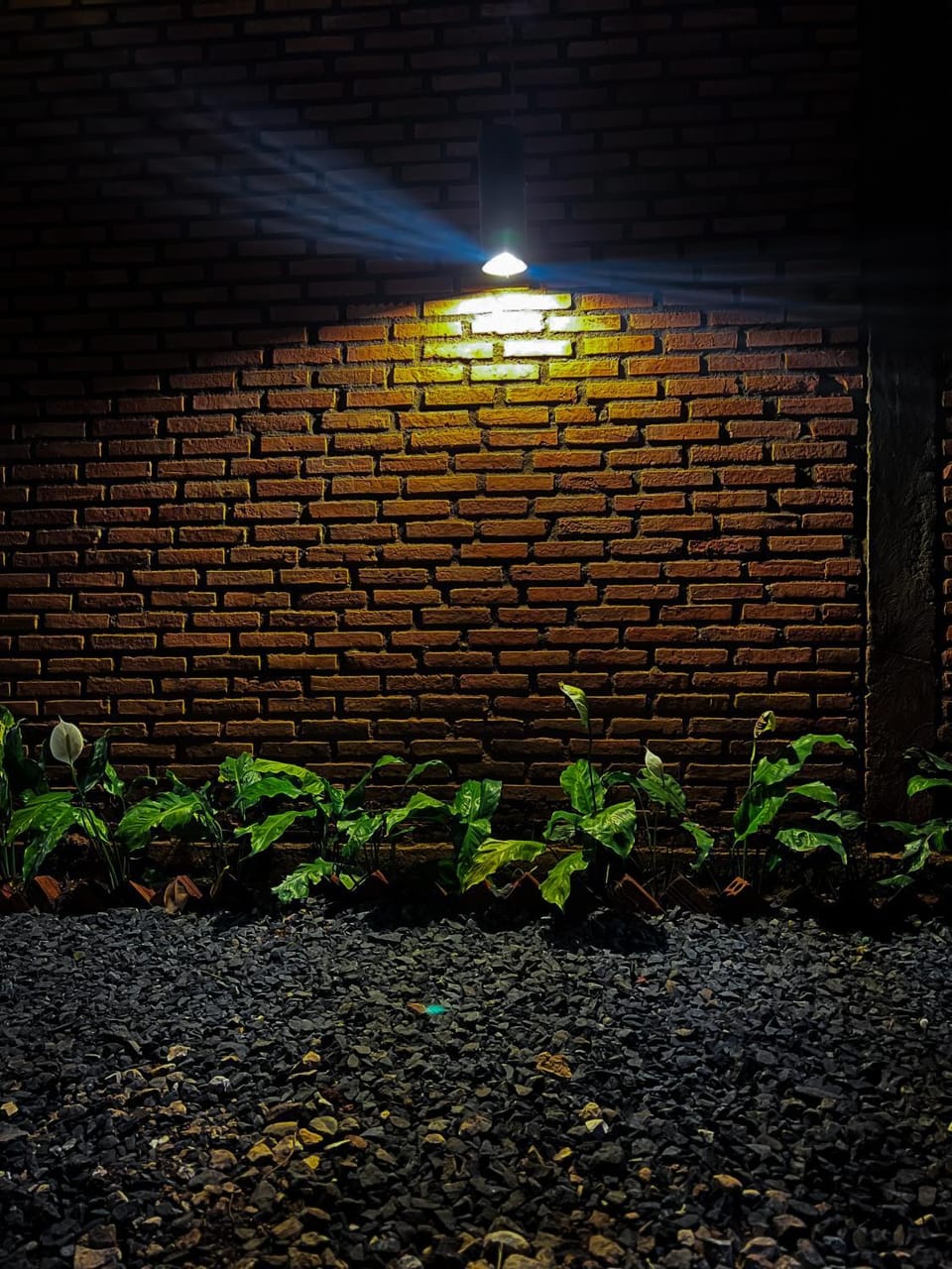 Night, Garden view