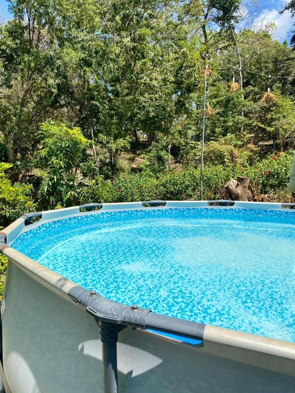 Natural landscape, Garden, Garden view, Pool view, Swimming pool