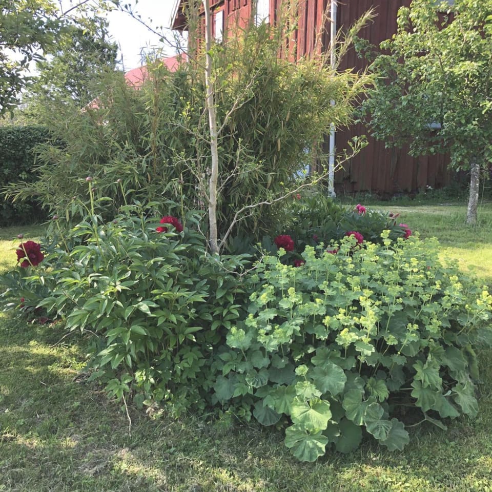 Patio, Garden, Garden view