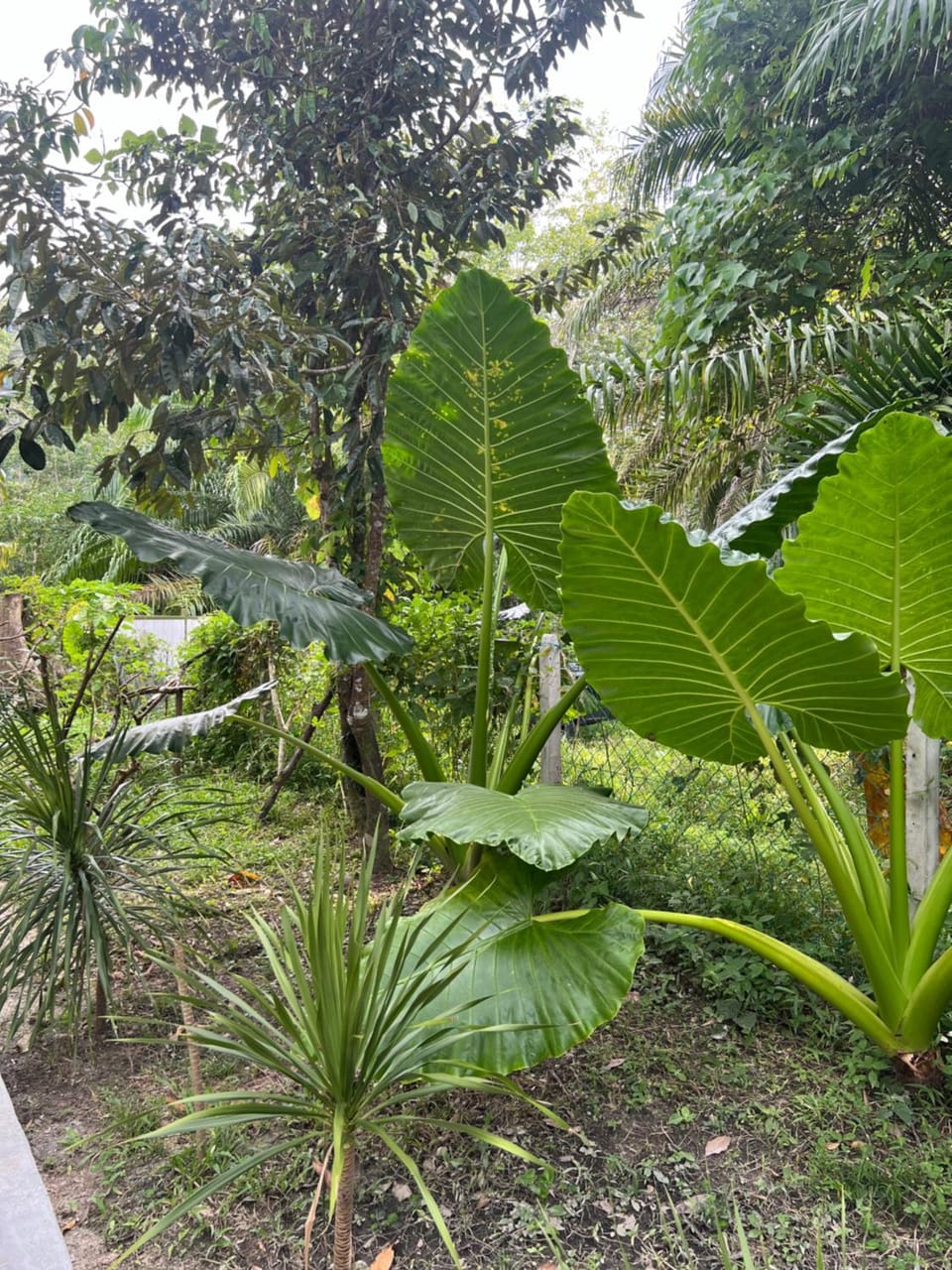 Day, Natural landscape, Garden, Garden view