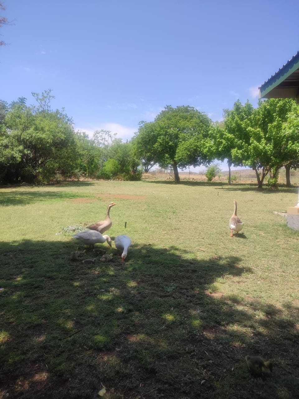Garden, Animals