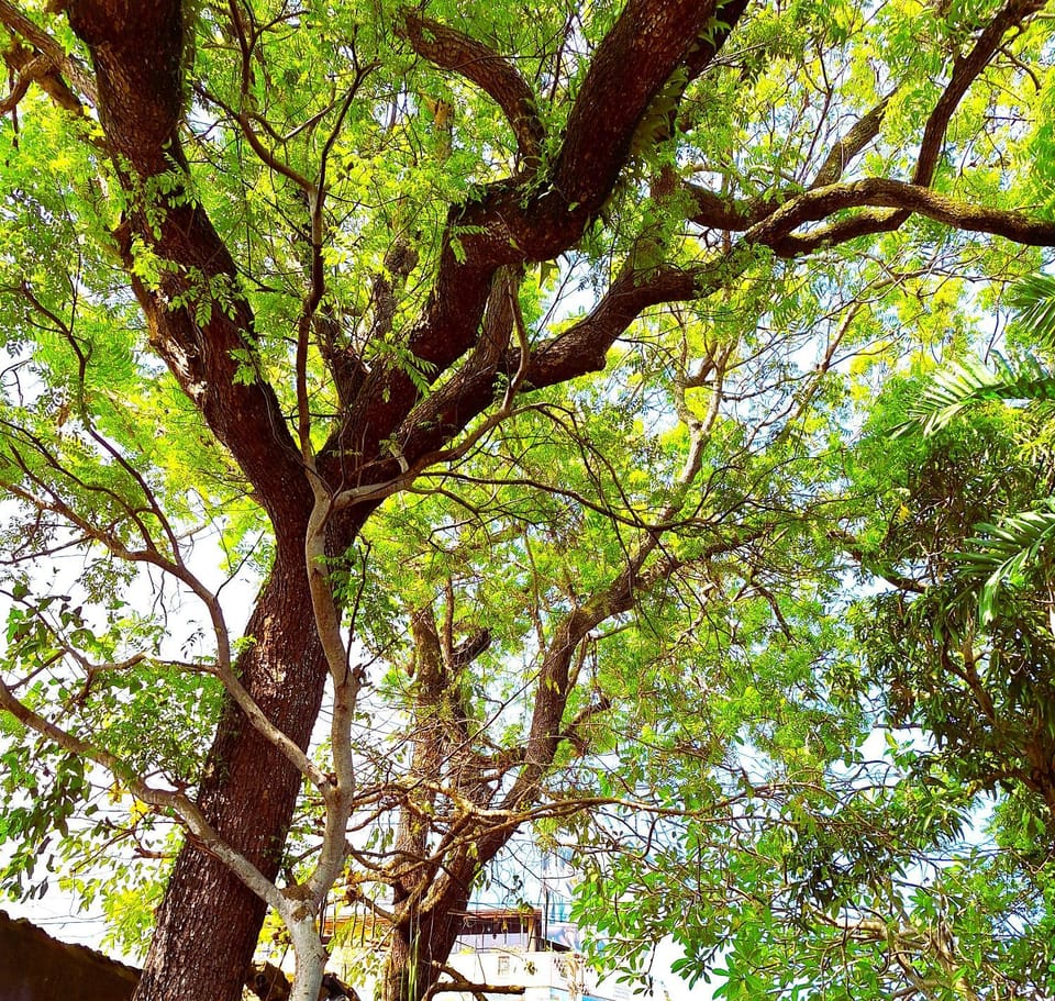 Garden, Garden, Garden view