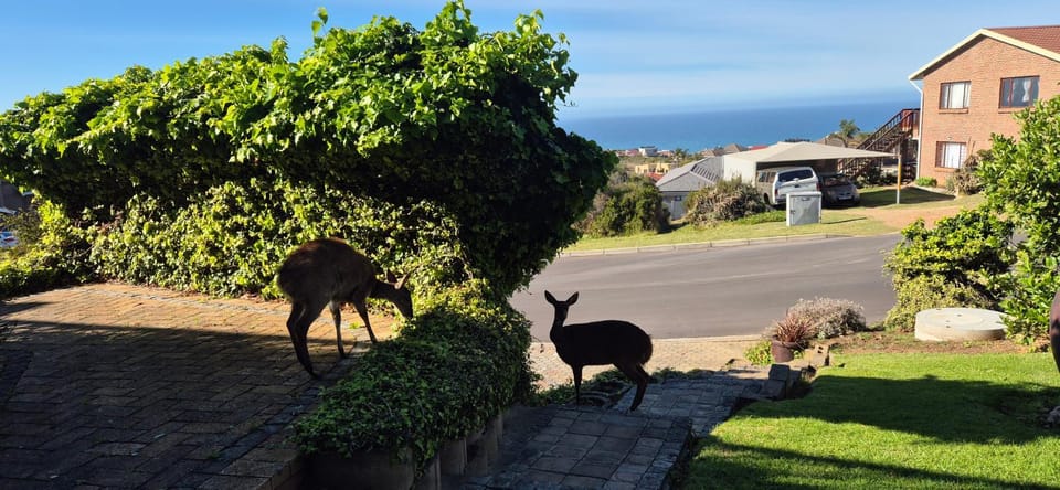 Animals