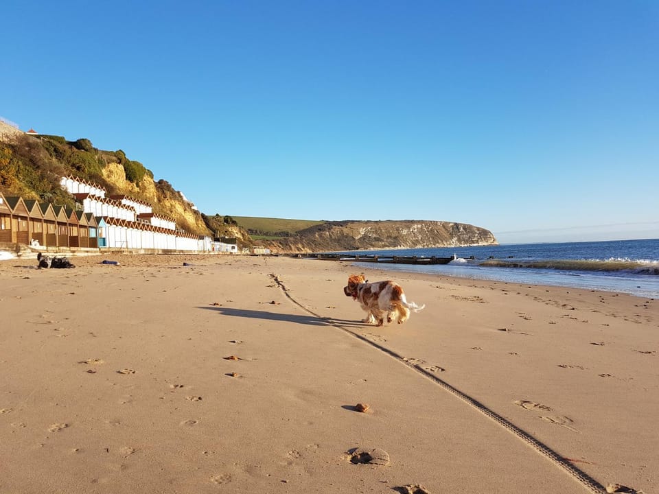 Beach, Pets