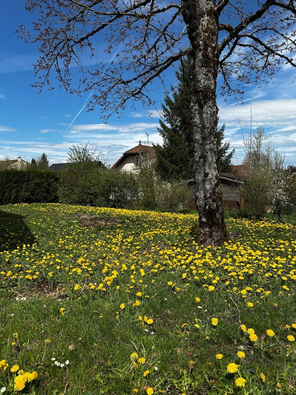 Le Petit Bois, perle de Champagnole Apartment in Jura