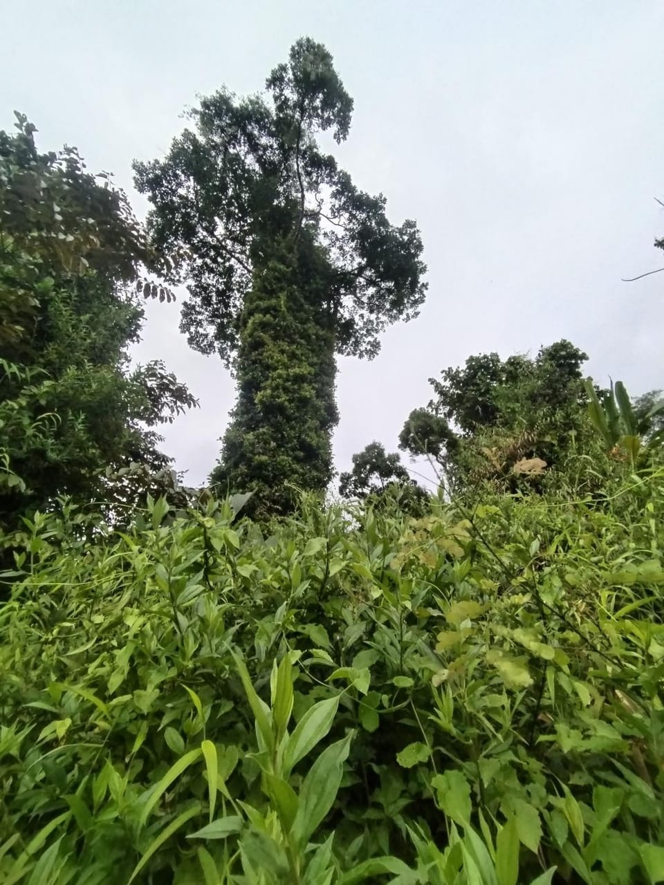 Natural landscape