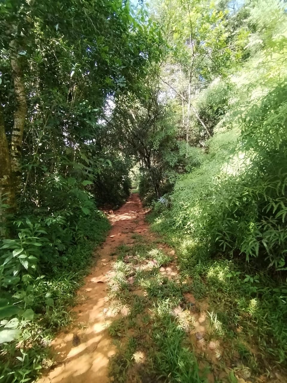 Natural landscape, Activities, Summer, Garden, Other