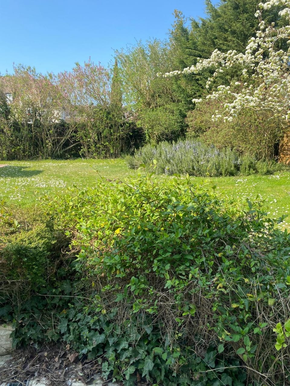 Spring, Day, Natural landscape, Garden, Garden view