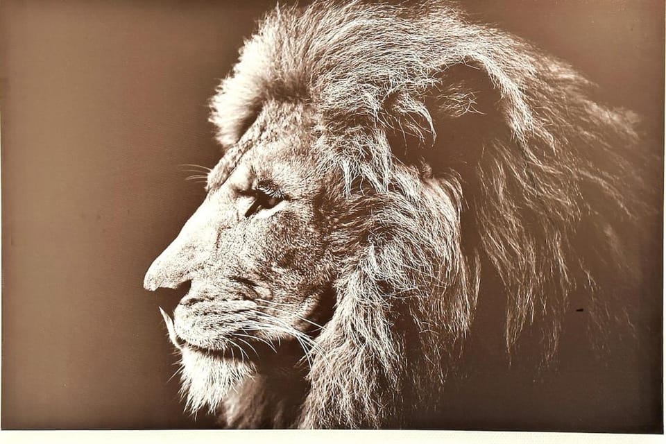 Lion - Centre-ville - MA CONCIERGERIE Apartment in Switzerland