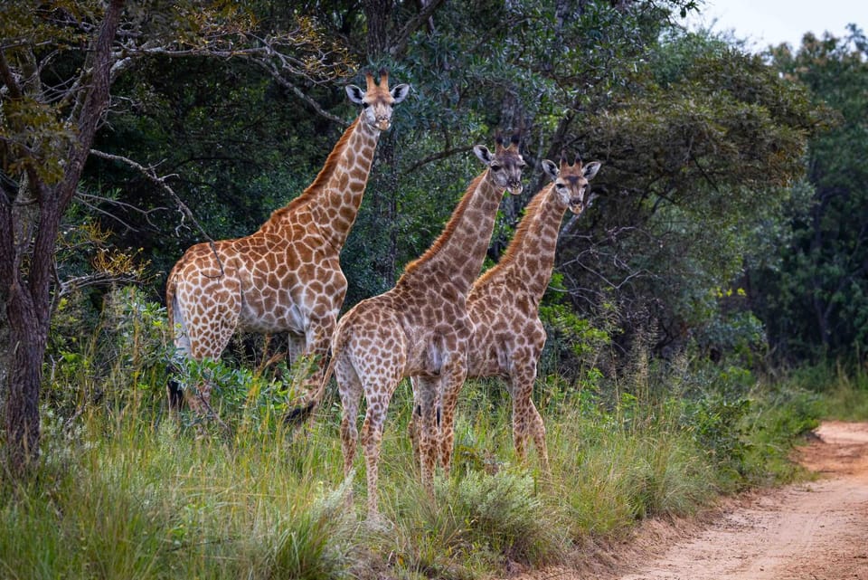 Animals