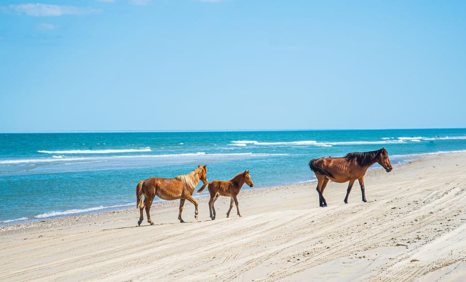 Straight On 'Til Morning - 4X4 Carova Beach, Oceanfront, Ocean View, Elevator, Pool, Hot Tub, Flex Stays House in Carova Beach