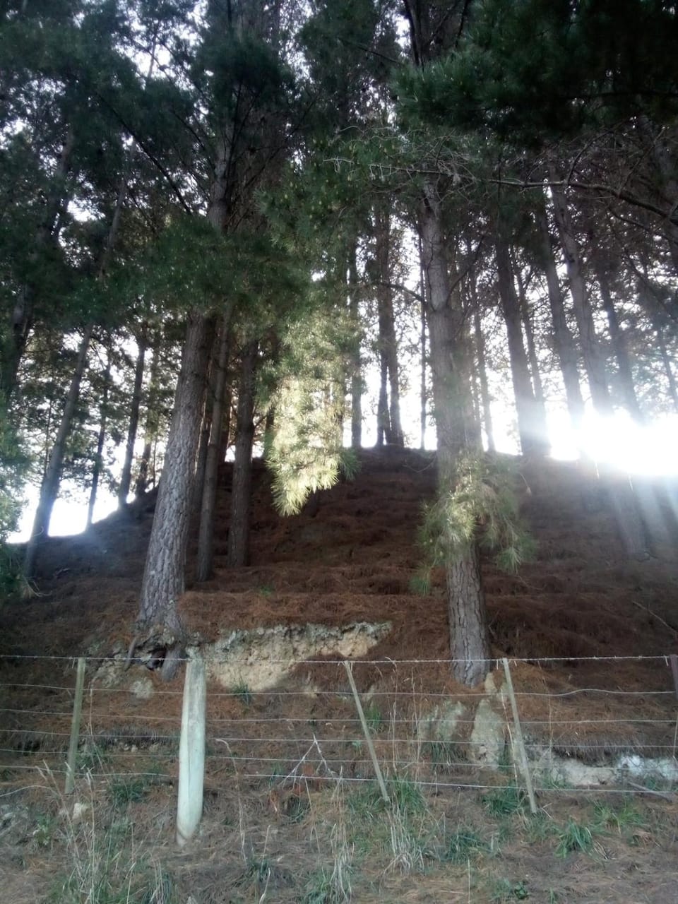Sleeps 3 to 4 - - 200m from beach Apartment in Dunedin