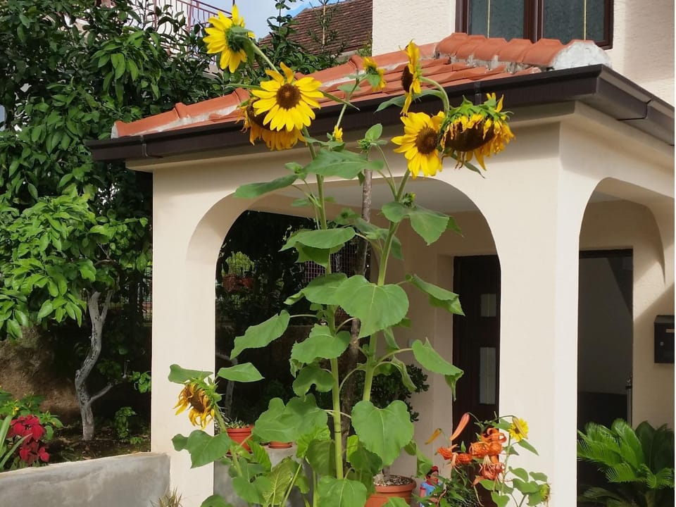 Spring, Garden, Garden view
