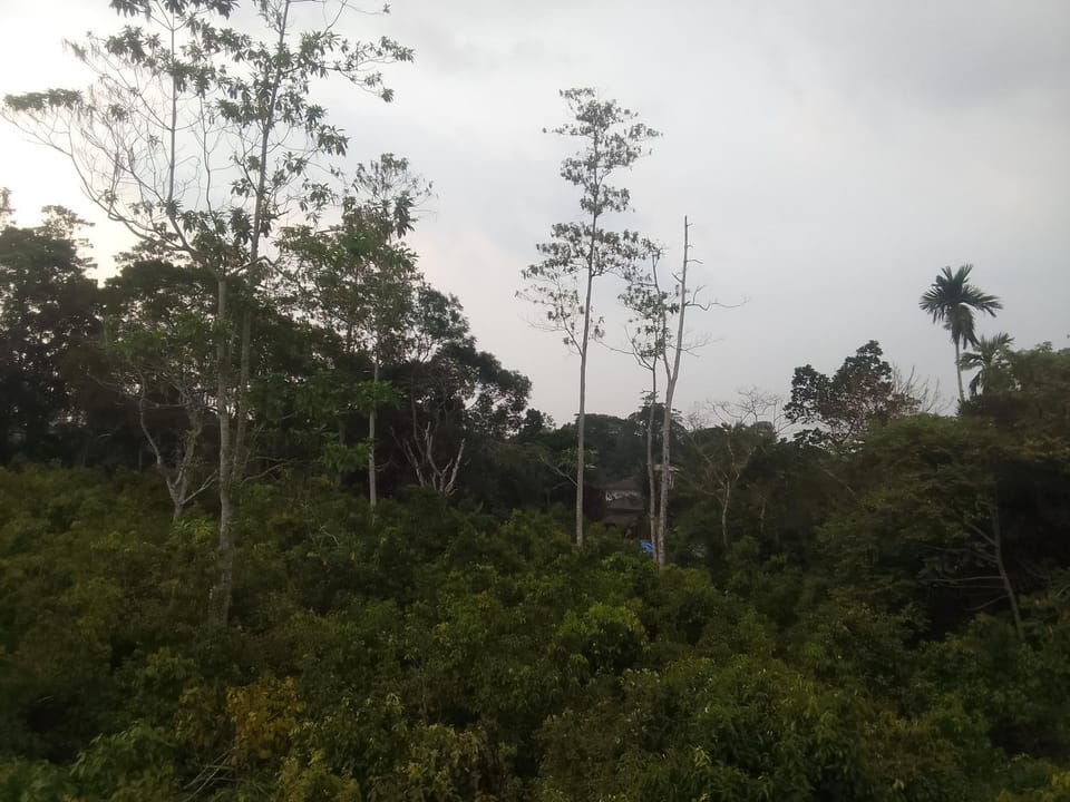 Garden view