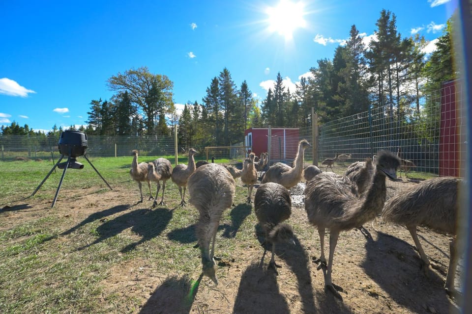 Upper Peninsula Barndominium on 18 Acres w/ Emus House in Michigan