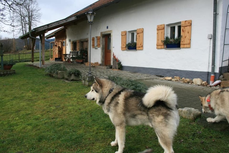 Property building, Animals