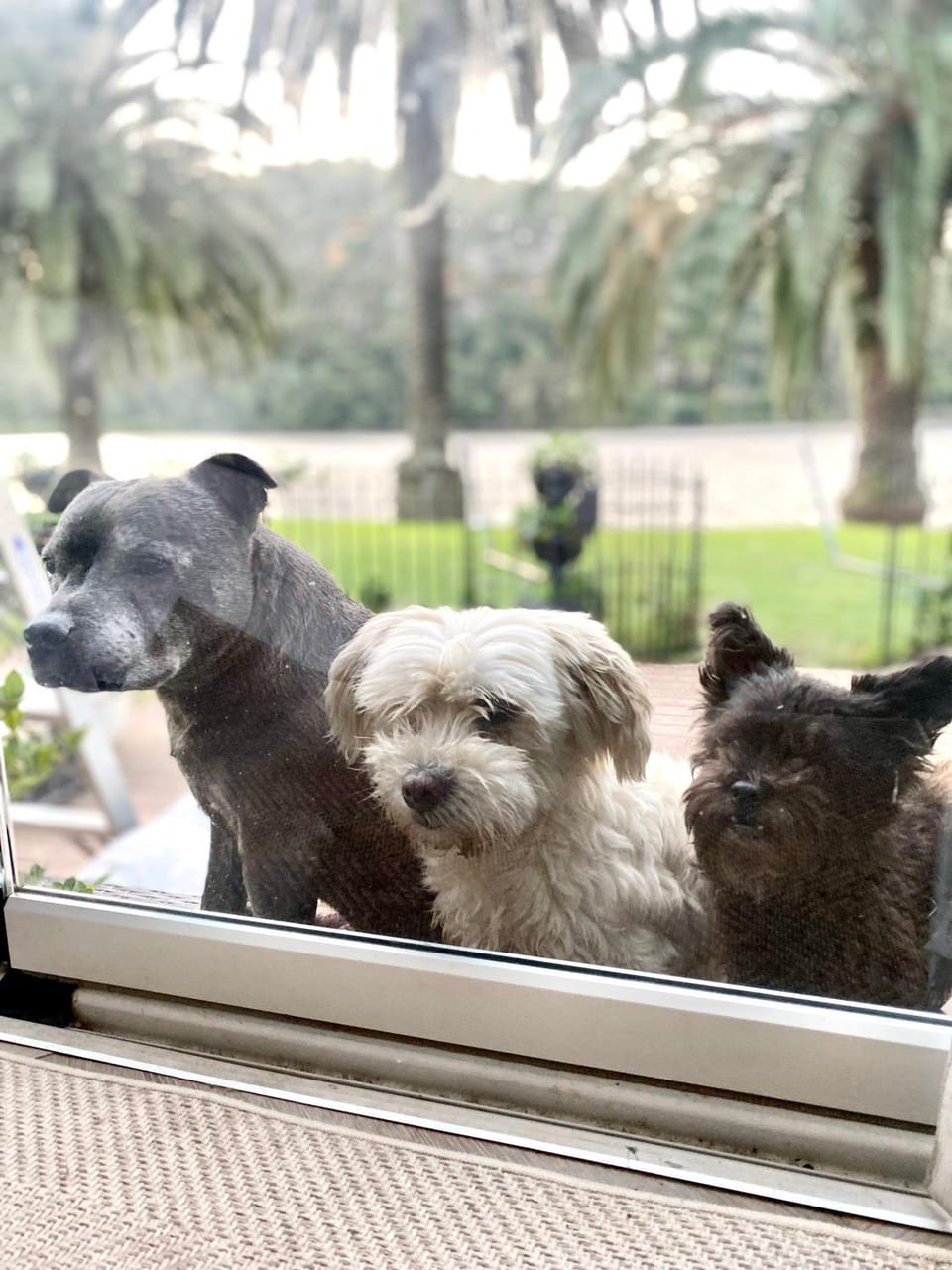 Glasshouse On The Water PET FRIENDLY House in Wisemans Ferry