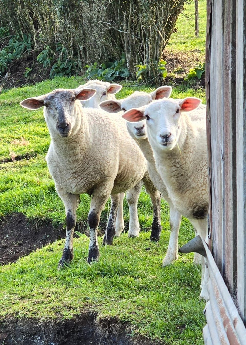Cold Ebb Mountain View Homestay Bed and Breakfast in Taranaki, New Zealand
