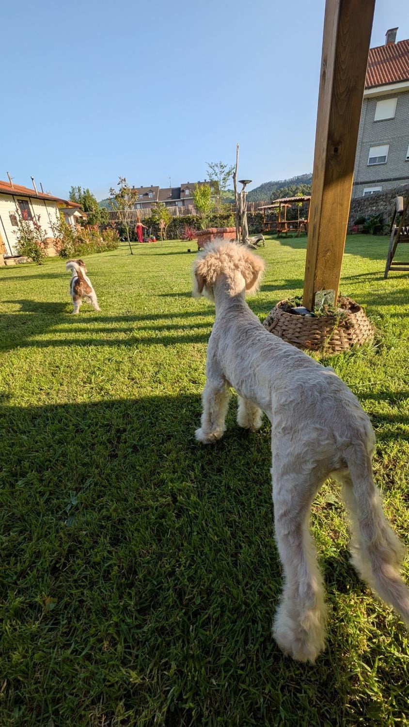 Garden, Pets