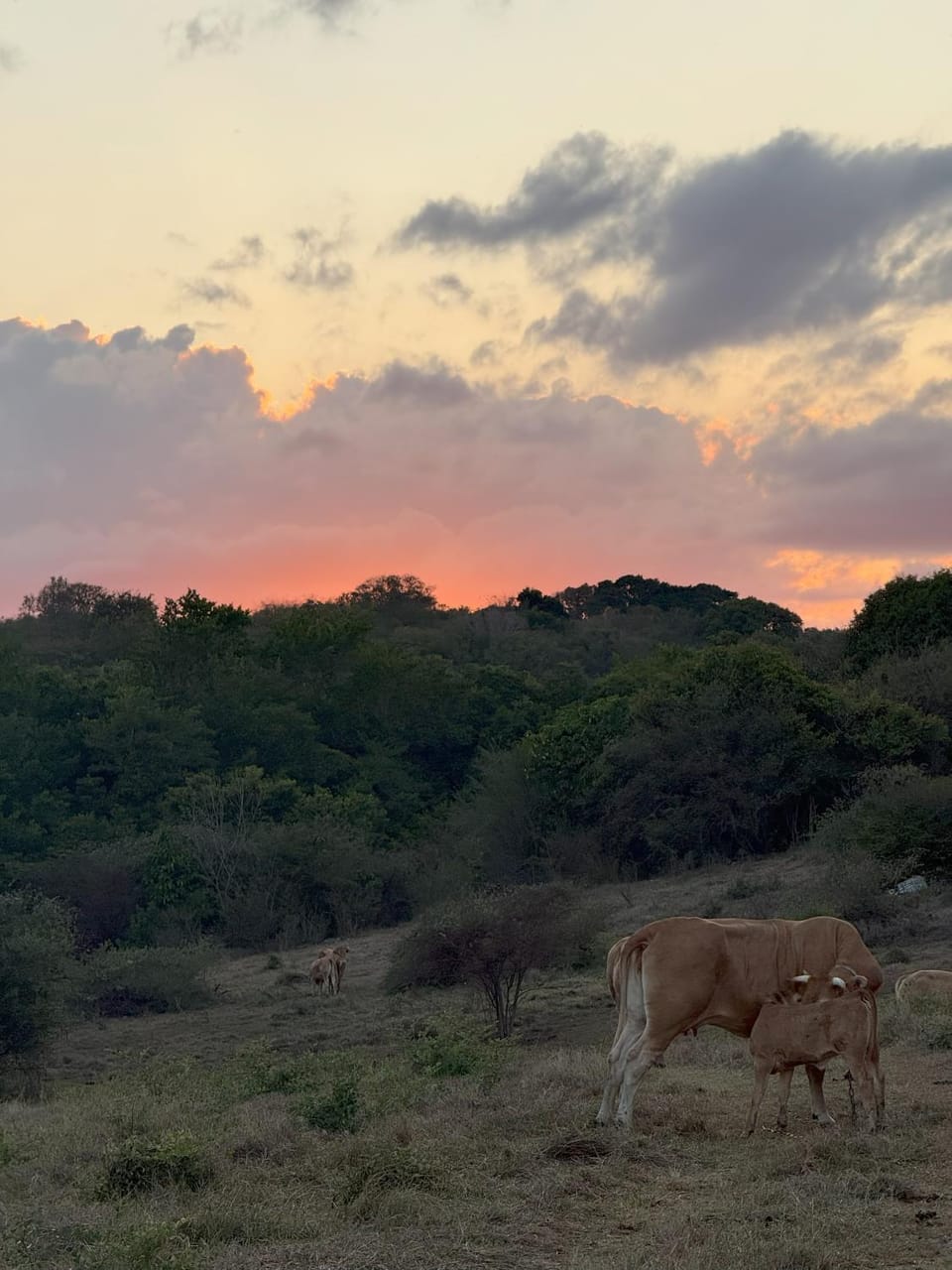 Natural landscape, Sunset