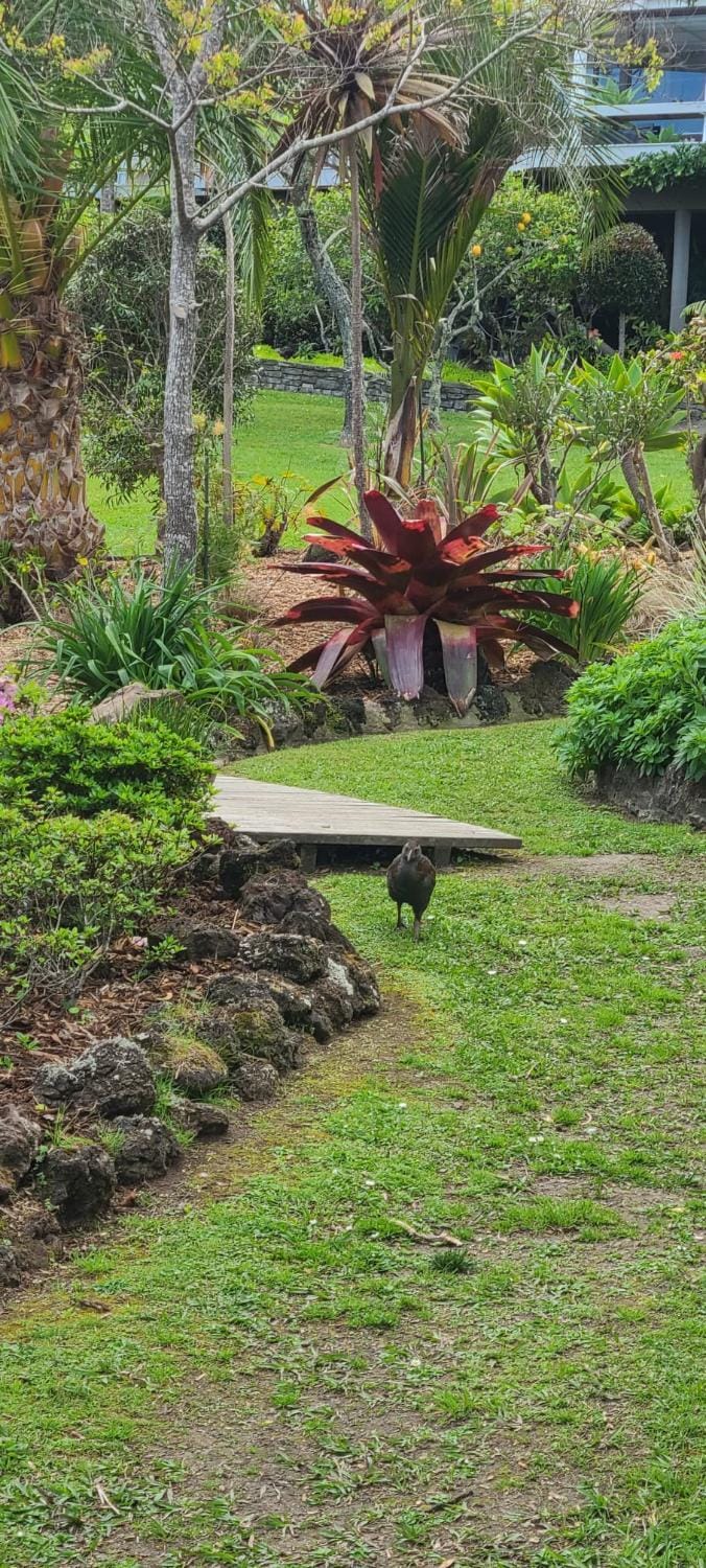 Garden, Garden