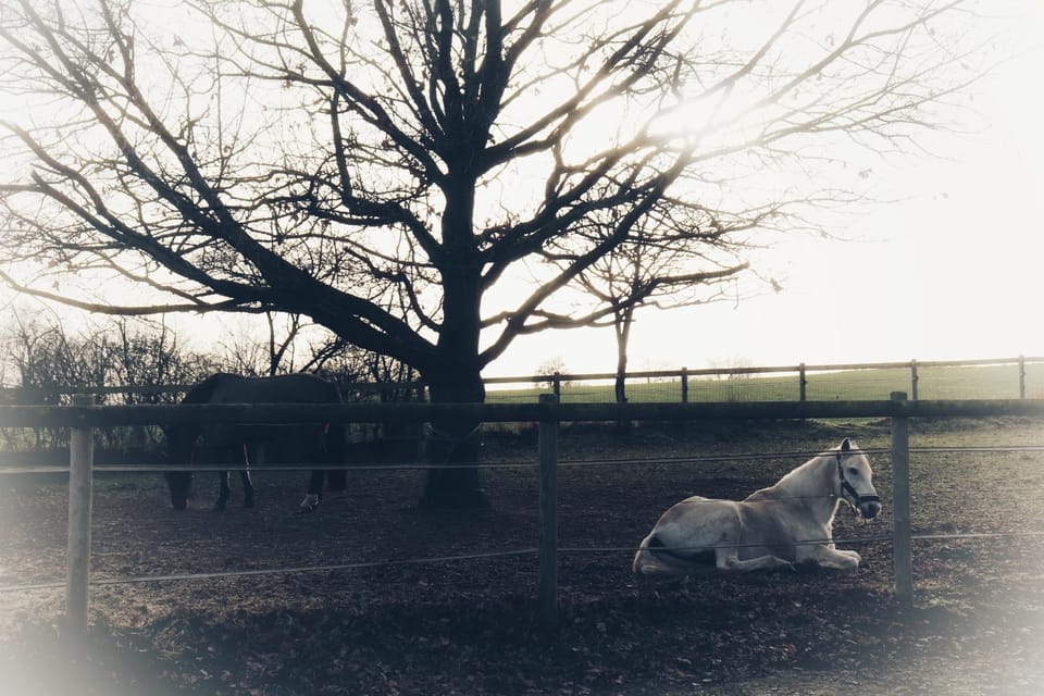 Horse-riding, Animals