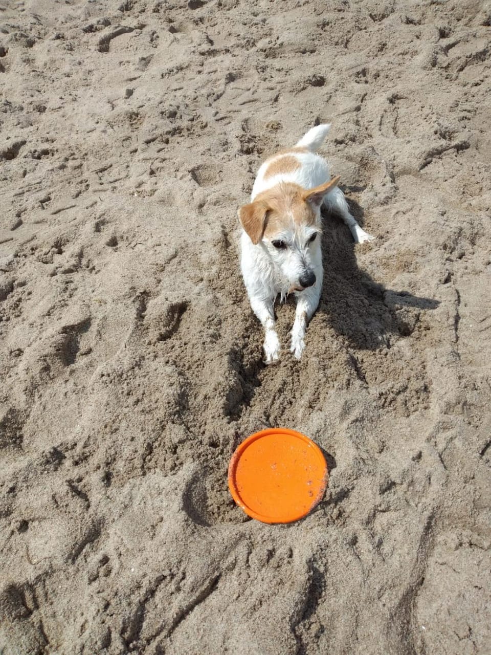 Beach, Pets