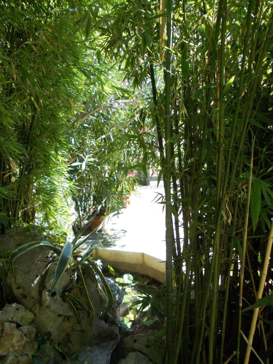 Garden view