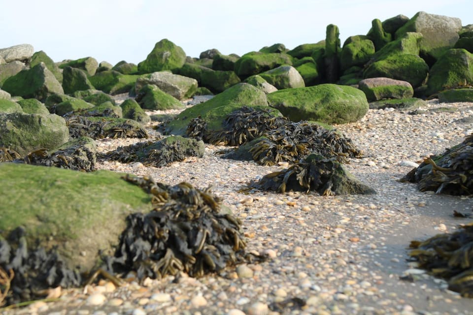 Küstenjunge "Flut" Apartment in Schleswig-Holstein