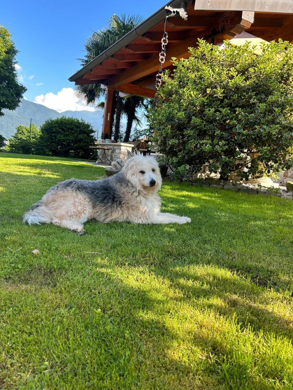 Garden, Pets, Garden view