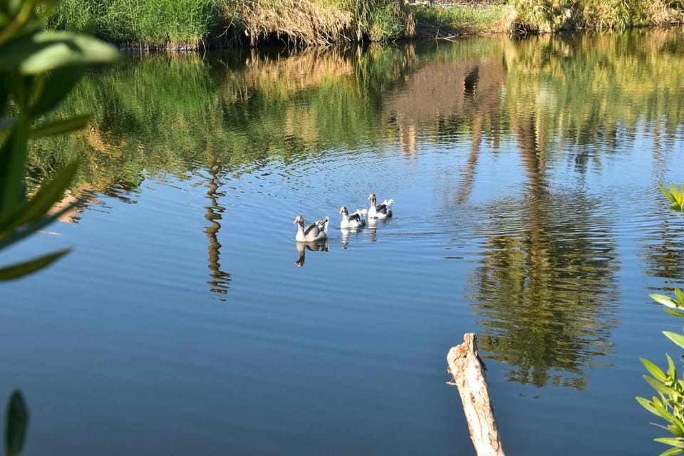 Day, Natural landscape, Animals, Lake view, River view