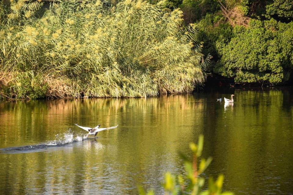 Spring, Day, Natural landscape, Animals, Lake view