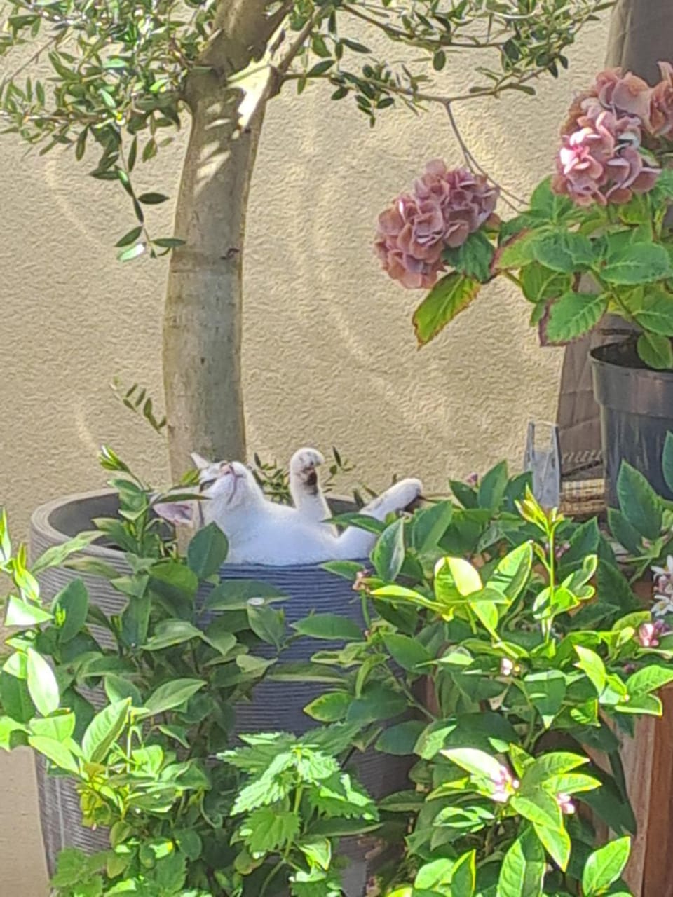 Garden view
