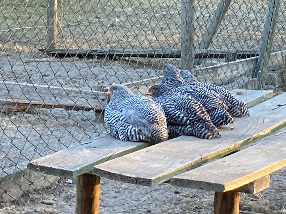 Animals