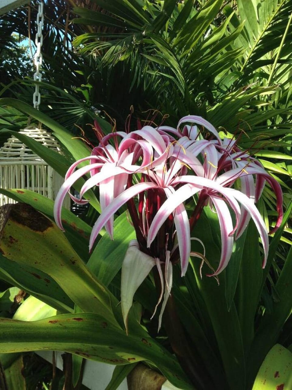 Garden, Garden view